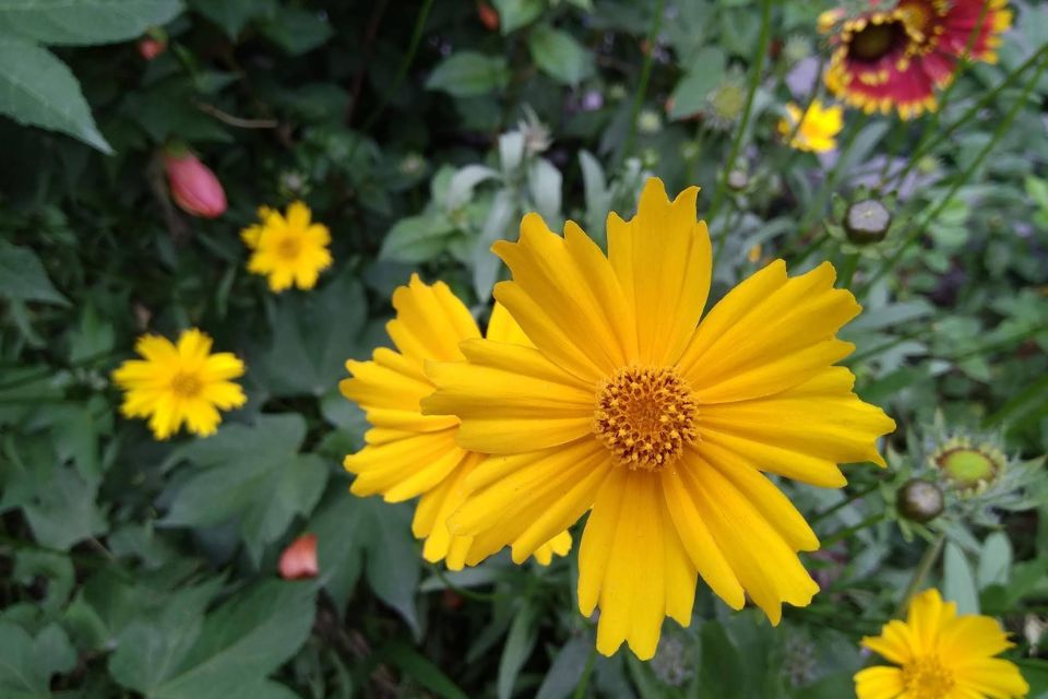 Jawaharlal Nehru Botanical Garden 